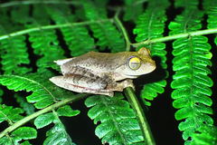 Rhacophorus margaritifer