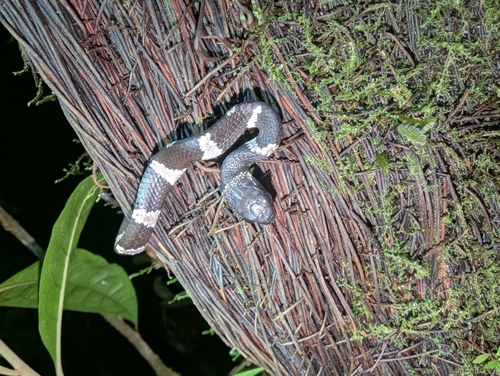 Pratt's Snail-eater