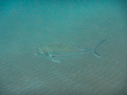Roosterfish