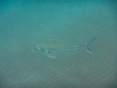 Roosterfish photo 5