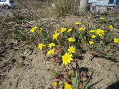 Crocidium multicaule