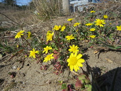 Crocidium multicaule