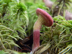 Suillus paluster