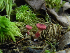 Suillus paluster