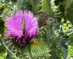 Argyrophorus argenteus