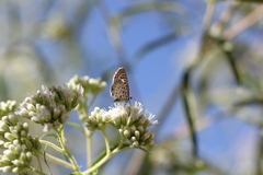 Leptotes cassius cassius
