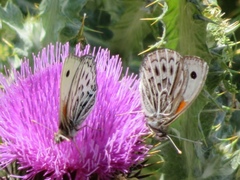 Argyrophorus argenteus