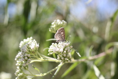 Leptotes cassius cassius