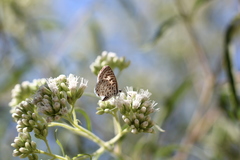 Leptotes cassius cassius