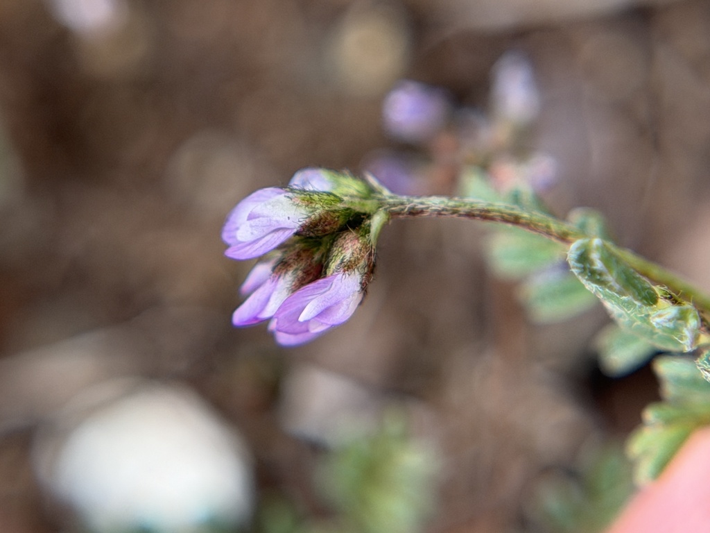 Astragalus gambelianus; photograph author not stated, no rights reserved