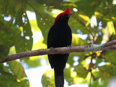 Antilophia galeata