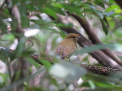 Antilophia galeata