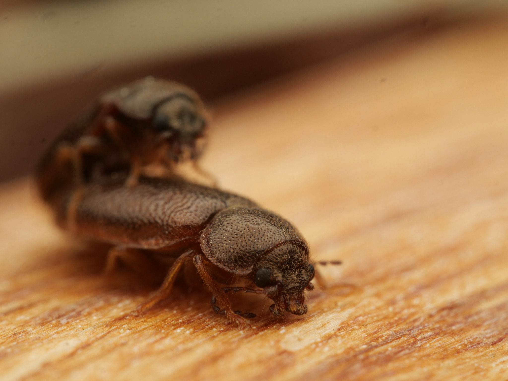 Aplocnemus sculpturatus