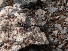 Austroaeschna parvistigma