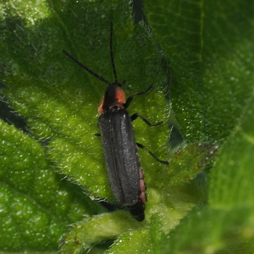 iNaturalist observation photo of Dark Firefly