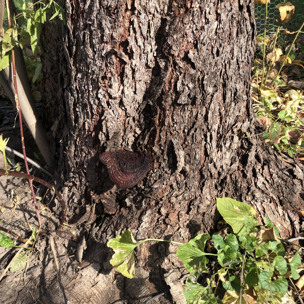 Ganoderma sessile · November 2025 · photo: © conboy (iNaturalist, cc-by)
