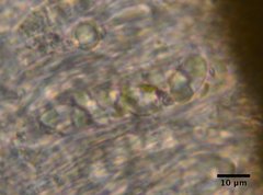 Polycauliona inconspecta