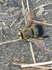 Xylocopa micans image