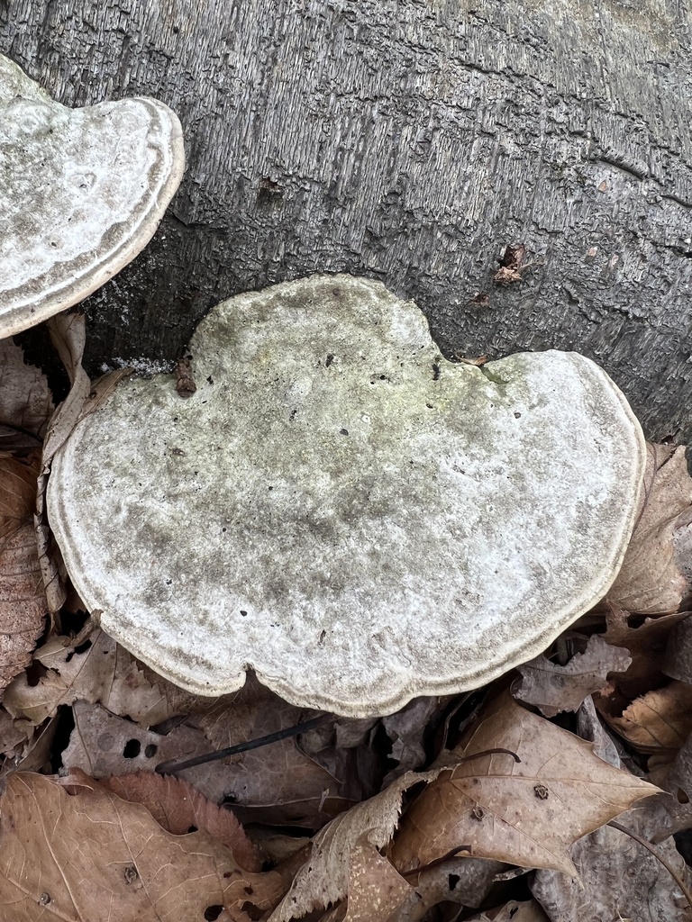 Trametes gibbosa · April 2026 · photo: © ryman56 (iNaturalist, cc0)