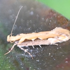 Ornativalva erubescens