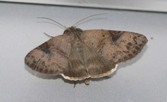 Avatha discolor