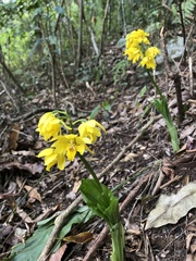 Calanthe striata