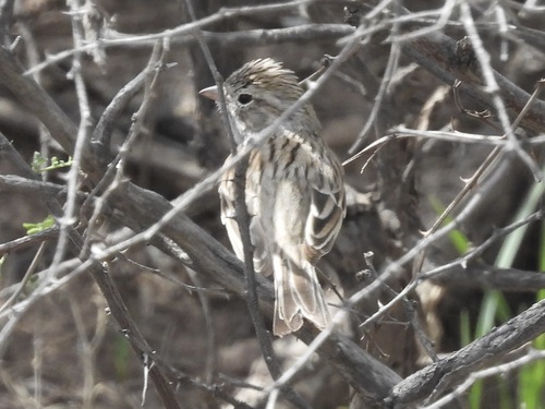 Brewer's Sparrow (Spizella breweri), photo 8