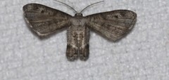 Phazaca interrupta