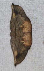 Xenomusa metallica