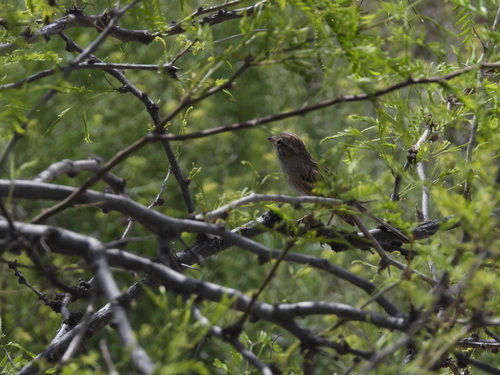 Brewer's Sparrow (Spizella breweri), photo 7