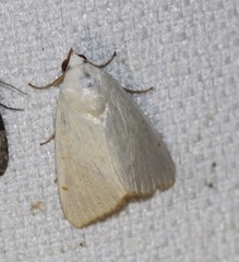 Xanthodes amata