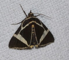 Fodina ostorius