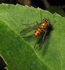 Condylostylus comatus