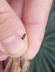 Anthonaeus agavensis