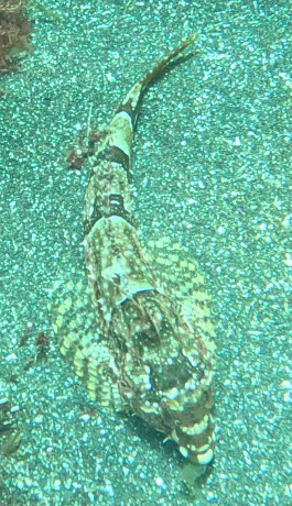 Lavender sculpin (Leiocottus hirundo) — Cottidae