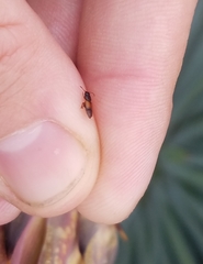 Anthonaeus agavensis