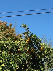 Aphelocoma californica
