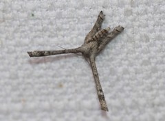 Phazaca interrupta