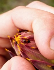 Anthonaeus agavensis