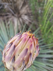 Anthonaeus agavensis