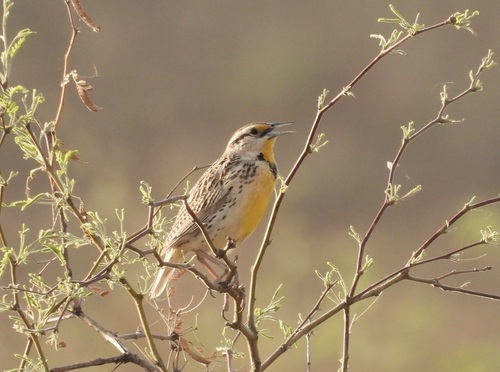 Chihuahuan Meadowlark (Sturnella lilianae), photo 3