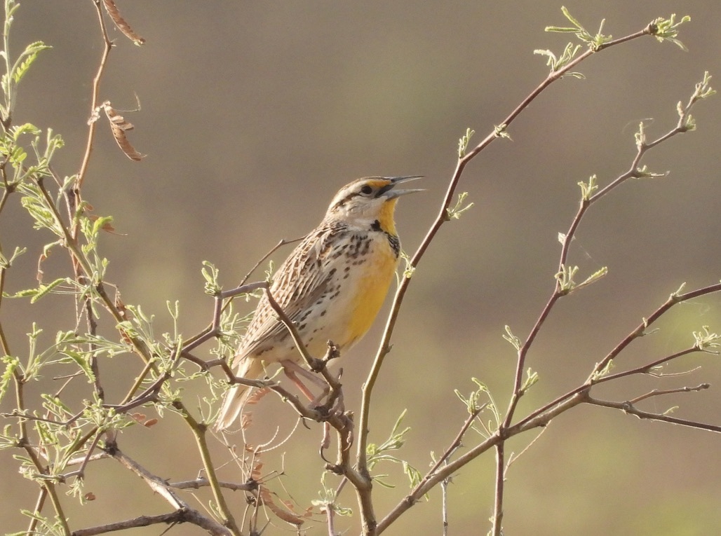 Chihuahuan Meadowlark (Sturnella lilianae), photo 3