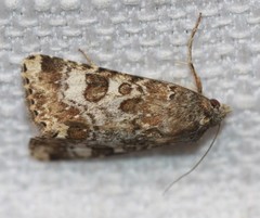 Heliothis punctifera