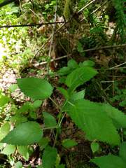Stachys chamissonis cooleyae