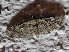 Eupithecia abbreviata