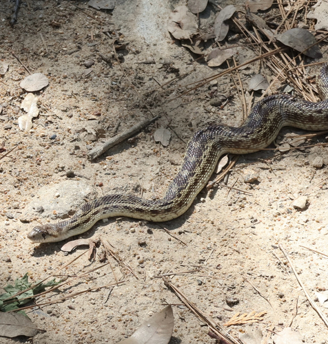 iNaturalist observation photo of Pacific Gopher Snake