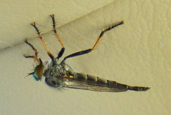 Neoitamus flavofemoratus