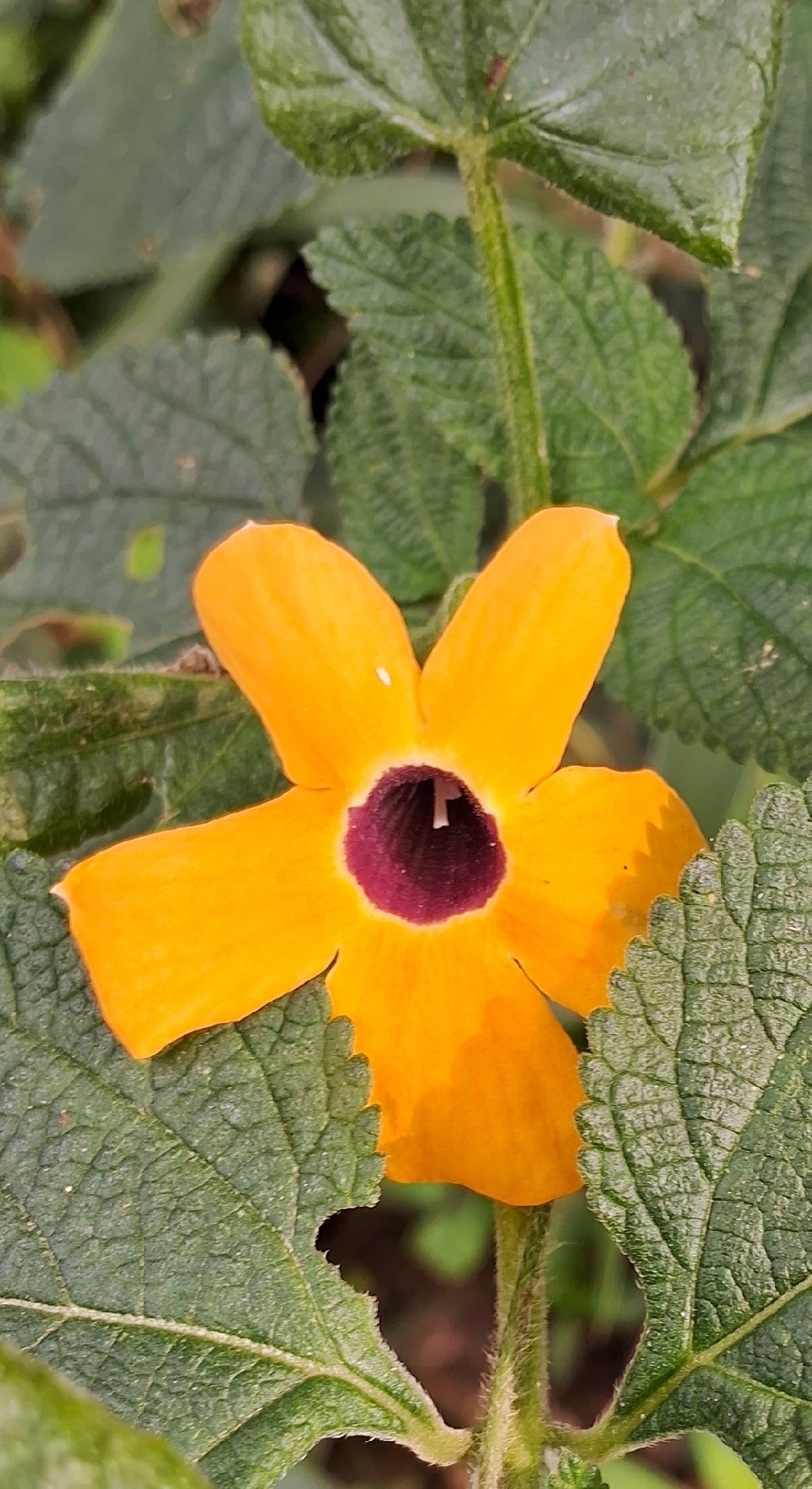 Thunbergia alata