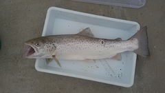 Black Sea Trout photo 2