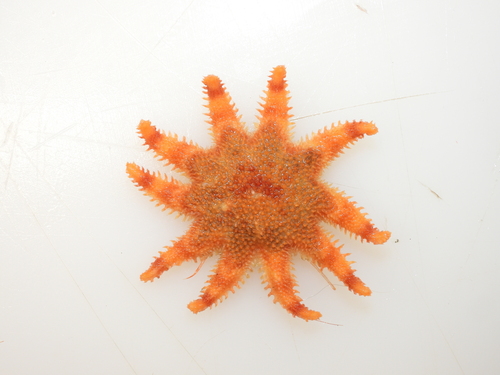 Crossaster squamatus